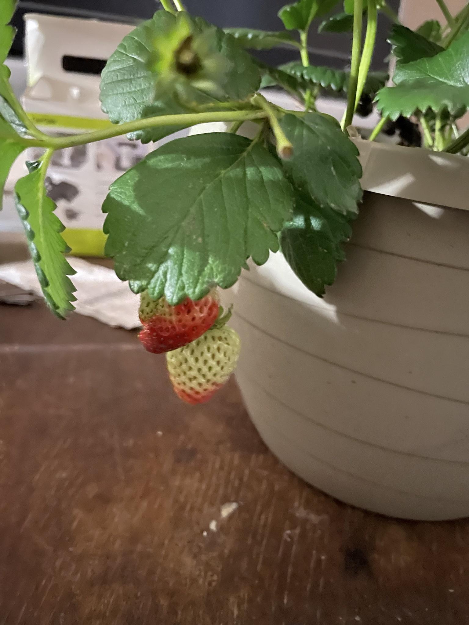 Growing Strawberries 🍓 at Home